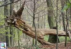 Umgestürzter Baum im Grafenberger Wald