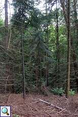 Nadelbäume am Trotzkopf im Grafenberger Wald