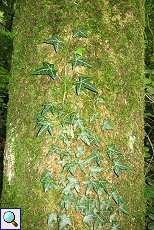Gemeiner Efeu (Hedera helix) im Grafenberger Wald
