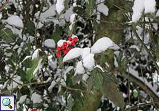 Beeren der Europäischen Stechpalme (Ilex aquifolium)