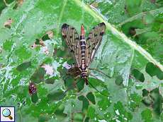 Weibliche Gewöhnliche Skorpionsfliege (Scorpionfly, Panorpa communis)