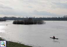 Rhein-Hochwasser im Januar 2011