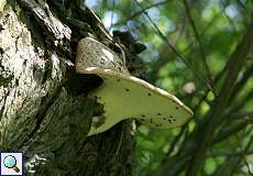 Schuppiger Porling (Bracket Fungus, Polyporus squamosus)