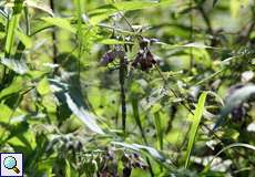 Gut versteckte Libelle im üppigen Grün im Hubbelrather Bachtal