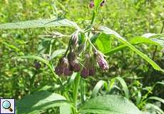 Beinwell (Symphytum officinale) im Hubbelrather Bachtal