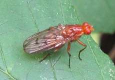 Baumfliege (Fly, Neuroctena anilis)