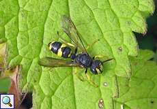 Bienenjagende Knotenwespe (Digger Wasp, Cerceris rybyensis)