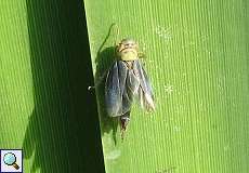 Männliche Binsenschmuckzikade (Green Leafhopper, Cicadella viridis)
