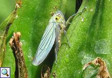Weibliche Binsenschmuckzikade (Green Leafhopper, Cicadella viridis)