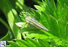 Larve einer Binsenschmuckzikade (Green Leafhopper, Cicadella viridis)