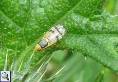 Bohrfliege (Seed Fly, Urophora stylata)
