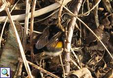 Dunkle Erdhummel (Buff-tailed Bumblebee, Bombus terrestris), Königin