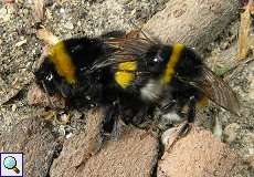 Dunkle Erdhummel (Buff-tailed Bumblebee, Bombus terrestris), Paarung