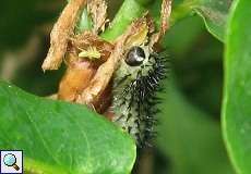 Larve einer Eichenblattwespe (Oak Sawfly, Periclista lineolata)
