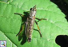 Männliche Garten-Raubfliege (Robber Fly, Neomochtherus geniculatus)