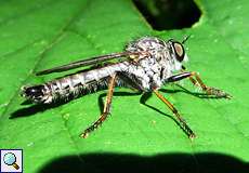 Männliche Garten-Raubfliege (Robber Fly, Neomochtherus geniculatus)