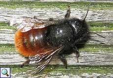 Weibliche Gehörnte Mauerbiene (Mason Bee, Osmia cornuta)