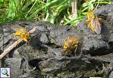 Gelbe Dungfliege (Common Yellow Dung Fly, Scathophaga stercoraria), drei Männchen