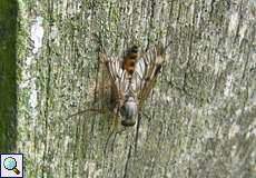 Gemeine Schnepfenfliege (Snipefly, Rhagio scolopaceus)