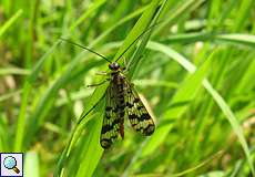Weibliche Gemeine Skorpionsfliege (Scorpionfly, Panorpa vulgaris)
