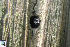 Gewöhnliche Löcherbiene (Manson Bee, Osmia truncorum)