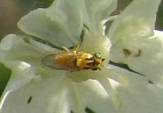 Halmfliege (Yellow Swarming Fly, Thaumatomyia notata)