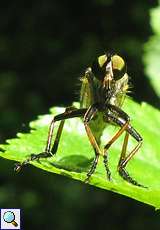 Weiblicher Strauchdieb (Robber Fly, Neoitamus sp.)