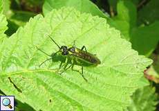 Blattwespe (Sawfly, Rhogogaster picta)