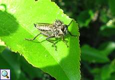 Säbel-Raubfliege (Robber Fly, Dysmachus trigonus)