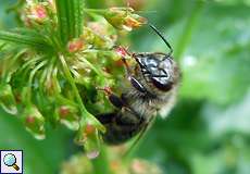 Arbeiterin der Westlichen Honigbiene (Western Honey Bee, Apis mellifera)
