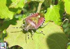 Beerenwanze (Hairy Shieldbug, Dolycoris baccarum)