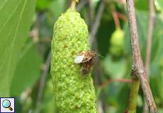 Birkenwanze (Birch Catkin Bug, Kleidocerys resedae resedae)