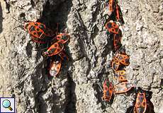Feuerwanzen beim Sonnenbad (Fire Bug, Pyrrhocoris apterus)