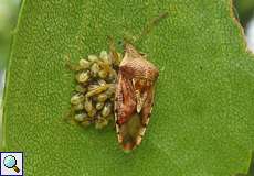 Fleckige Brutwanze (Parent Bug, Elasmucha grisea), Weibchen mit Nymphen