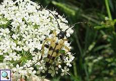 Gefleckter Schmalbock (Longhorn Beetle, Rutpela maculata)