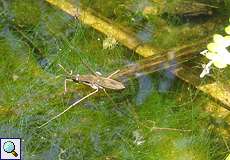 Gemeiner Wasserläufer (Common Pond Skater, Gerris lacustris)