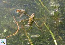 Gemeiner Wasserläufer (Common Pond Skater, Gerris lacustris)