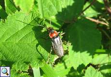 Gemeiner Weichkäfer (Soldier Beetle, Cantharis fusca)