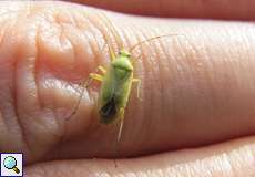 Grüne Distelwanze (Grass Bug, Calocoris affinis)