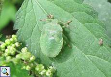 Grüne Stinkwanze, Nymphe (Green Shieldbug, Palomena prasina)