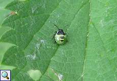 Grüne Stinkwanze, sehr junge Nymphe (Green Shieldbug, Palomena prasina)