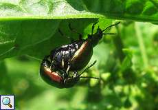 Grüne Sauerampferkäfer (Green Dock Leaf Beetle, Gastrophysa viridula) bei der Paarung