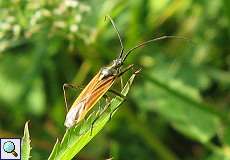 Männliche Langhaarige Dolchwanze (Meadow Plant Bug, Leptopterna dolabrata)