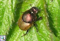 Mönchs-Kotkäfer (Dung Beetle, Onthophagus coenobita)