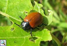 Pappelblattkäfer (Poplar Leaf Beetle, Chrysomela populi)