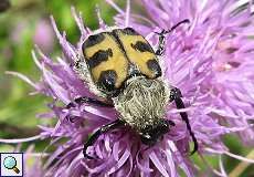 Pinselkäfer (Bee Beetle, Trichius sp.)