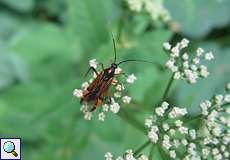 Prachtwanze (Capsid Bug, Miris striatus)