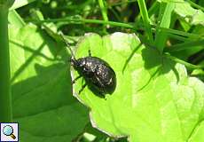 Rainfarn-Blattkäfer (Leaf Beetle, Galeruca tanaceti)
