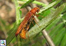 Weiblicher Sägehörniger Werftkäfer (Large Timberwood Beetle, Hylecoetus dermestoides)