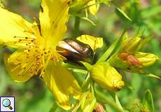 Seidiger Fallkäfer (Leaf Beetle, Cryptocephalus sericeus)